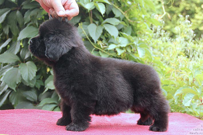 Фото: ньюфаундленд Илария с Берега Дона (Ilarya s Berega Dona)