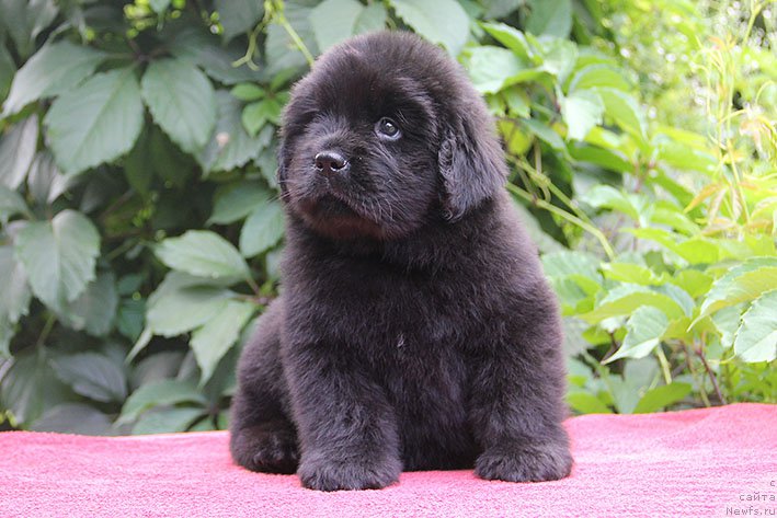 Фото: ньюфаундленд Илария с Берега Дона (Ilarya s Berega Dona)