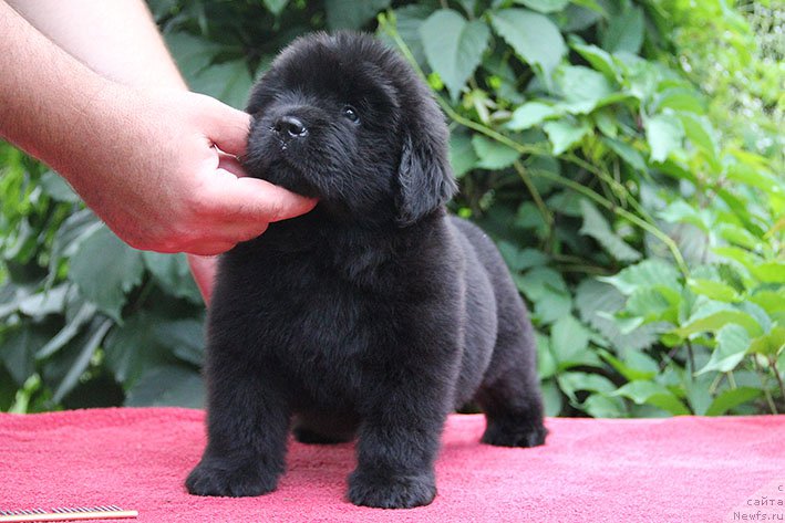 Фото: ньюфаундленд Илария с Берега Дона (Ilarya s Berega Dona)