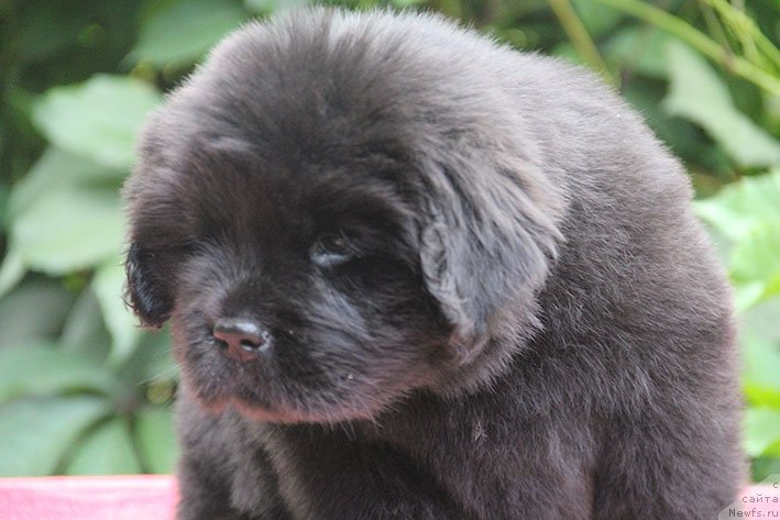 Фото: ньюфаундленд Илария с Берега Дона (Ilarya s Berega Dona)