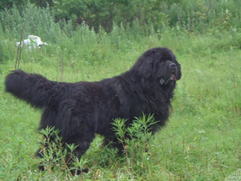 Фото: ньюфаундленд Супер Премиум Линиэль Дайлиррин (Super Premium Liniel Daylirring)