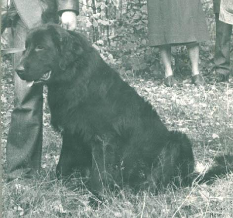 Фото: ньюфаундленд Ирбис Чи