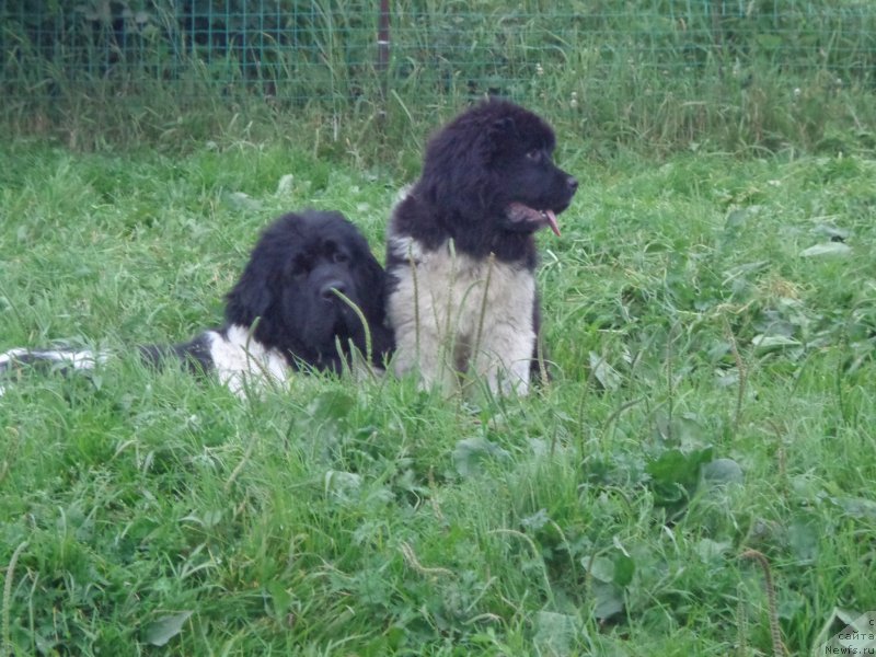 Фото: ньюфаундленд Супер Премиум Литониэль Валланинор (Super Premium Litoniel Vallaninor), ньюфаундленд Селин Дион