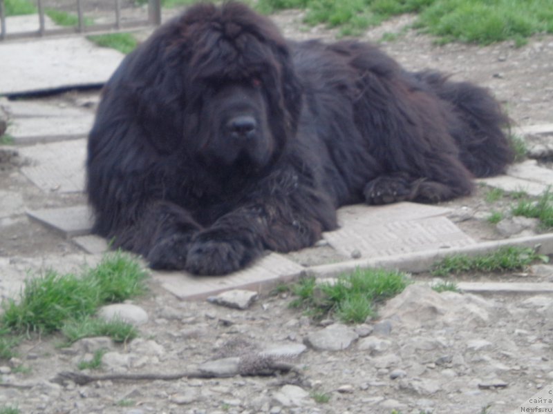 Фото: ньюфаундленд Супер Премиум Нао Дел Трато