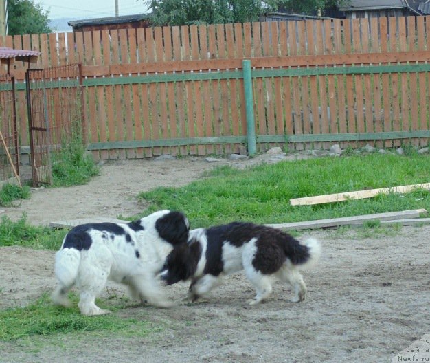 Фото: ньюфаундленд Баффи от Карельских Медведей, ньюфаундленд Баффи от Карельских Медведей