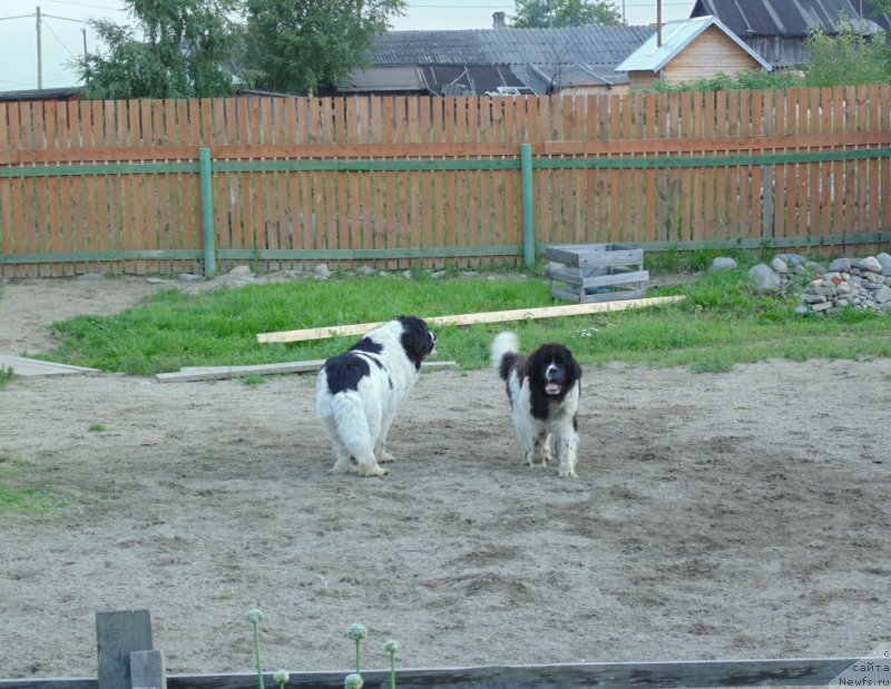Фото: ньюфаундленд Баффи от Карельских Медведей, ньюфаундленд Маг Исполин Морская Жемчужина, ньюфаундленд Баффи от Карельских Медведей