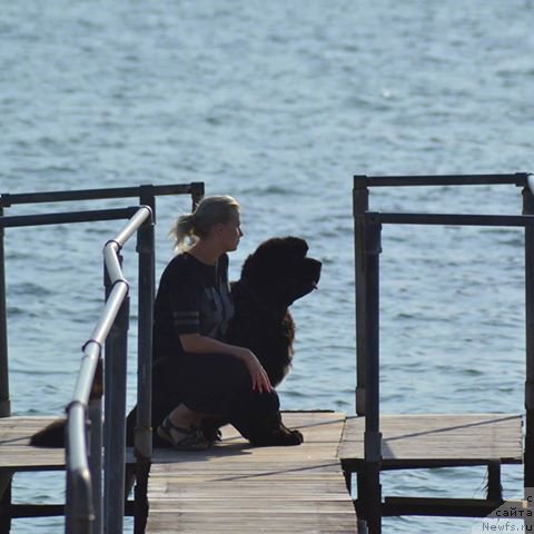 Фото: ньюфаундленд Питерньюф БМВ (Piternyuf BMW)