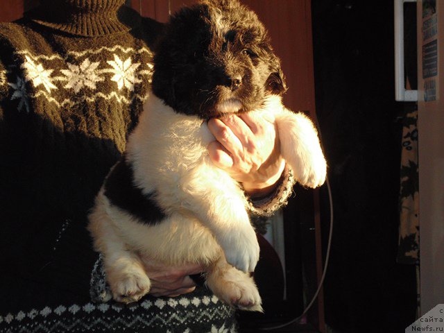 Фото: ньюфаундленд Маг Исполин Морская Жемчужина