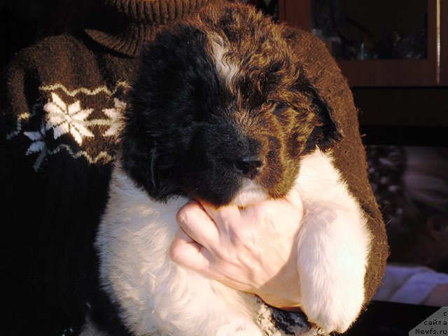 Фото: ньюфаундленд Степная Пальмира Единственный Мой