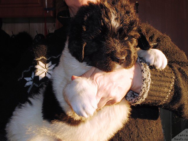 Фото: ньюфаундленд Степная Пальмира Единственный Мой