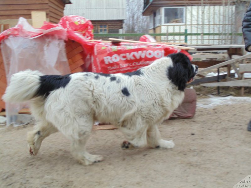 Фото: ньюфаундленд Маг Исполин Морская Жемчужина
