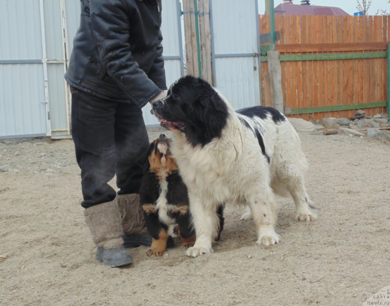 Фото: ньюфаундленд Маг Исполин Морская Жемчужина