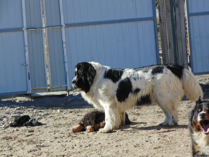 Фото: ньюфаундленд Маг Исполин Морская Жемчужина