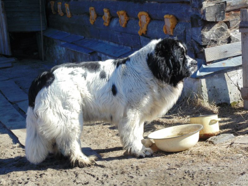 Фото: ньюфаундленд Маг Исполин Морская Жемчужина