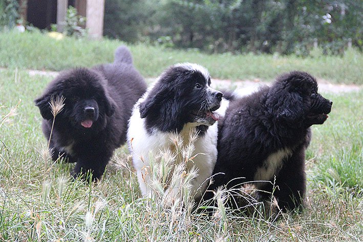Фото: ньюфаундленд Неотразимый Денди Морской Медведь, ньюфаундленд Новая Звезда Морской Медведь, ньюфаундленд Нефритовая Принцесса Морской Медведь