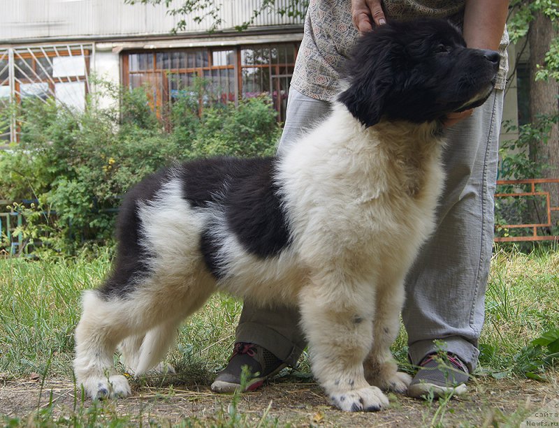 Фото: ньюфаундленд Супер Бизон Райт