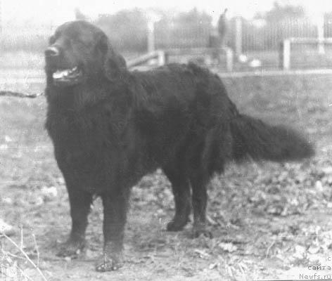 Фото: ньюфаундленд Эвви Арк Пегри