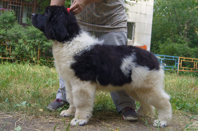 Фото: ньюфаундленд Супер Бизон Райт