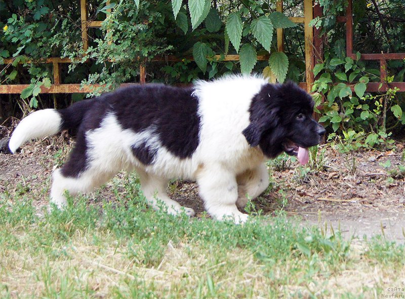 Фото: ньюфаундленд Супер Бизон Райт