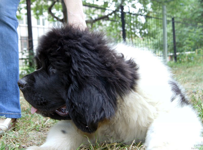 Фото: ньюфаундленд Супер Бизон Райт