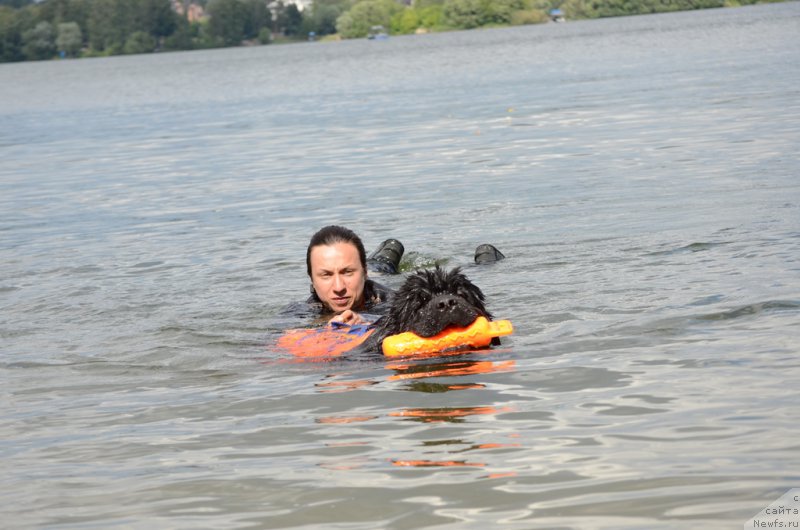 Фото: Александра Фетисова, ньюфаундленд Супер Бизон Лилимэн (Super Bizon Liliman)