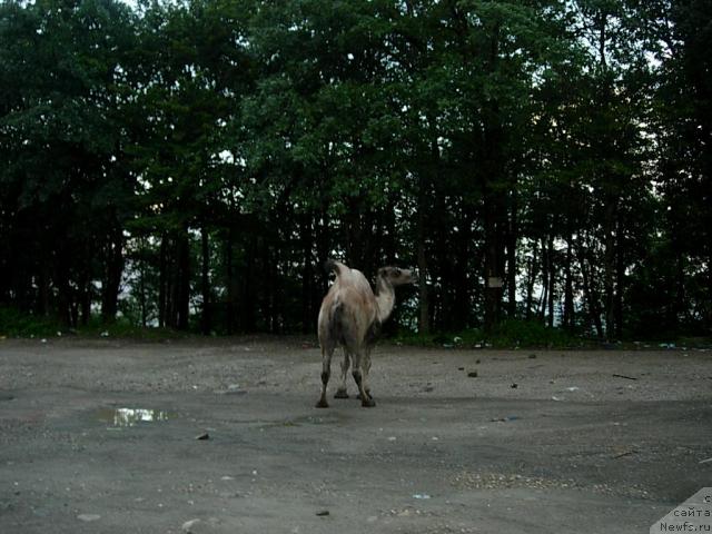 Фото: Диана Ларина