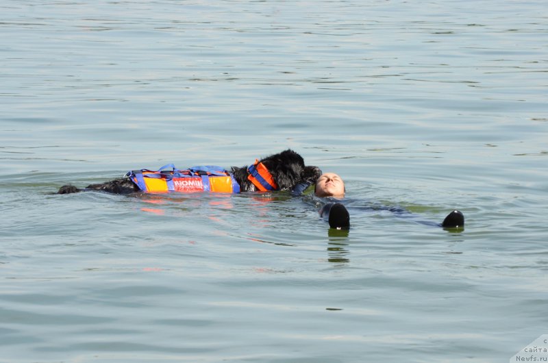 Фото: ньюфаундленд Белкондер-Клаб Угли-Бугли (Belkonder-Club Ugli-Boogli)