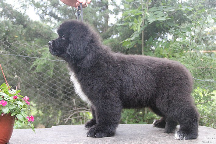 Фото: ньюфаундленд Нефритовая Принцесса Морской Медведь