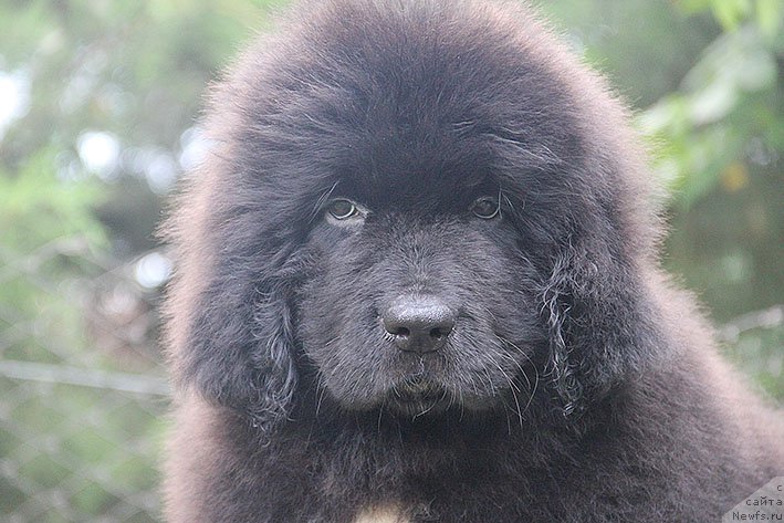 Фото: ньюфаундленд Нефритовая Принцесса Морской Медведь