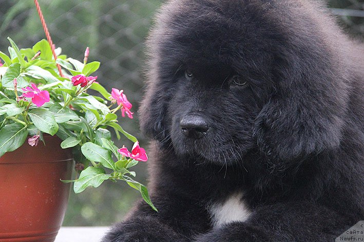 Фото: ньюфаундленд Нефритовая Принцесса Морской Медведь