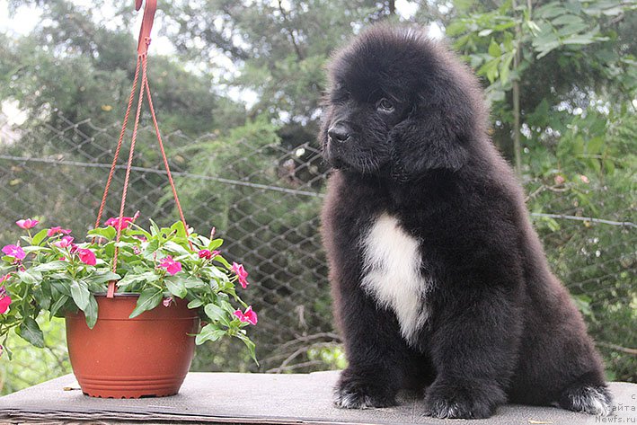 Фото: ньюфаундленд Нефритовая Принцесса Морской Медведь