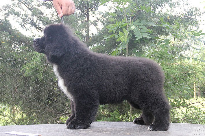 Фото: ньюфаундленд Новая Звезда Морской Медведь