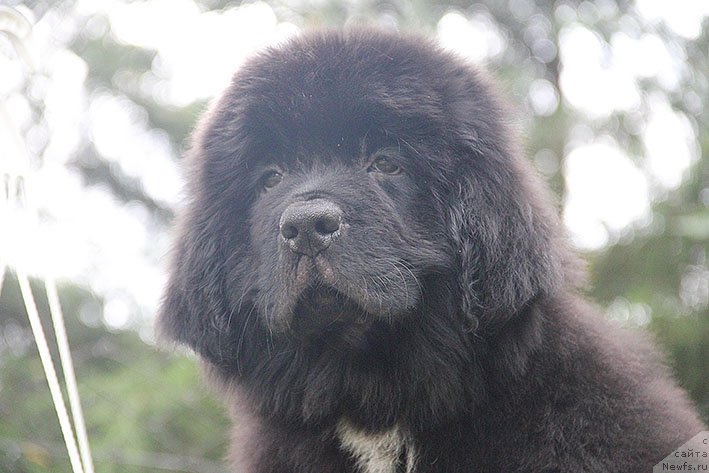 Фото: ньюфаундленд Новая Звезда Морской Медведь