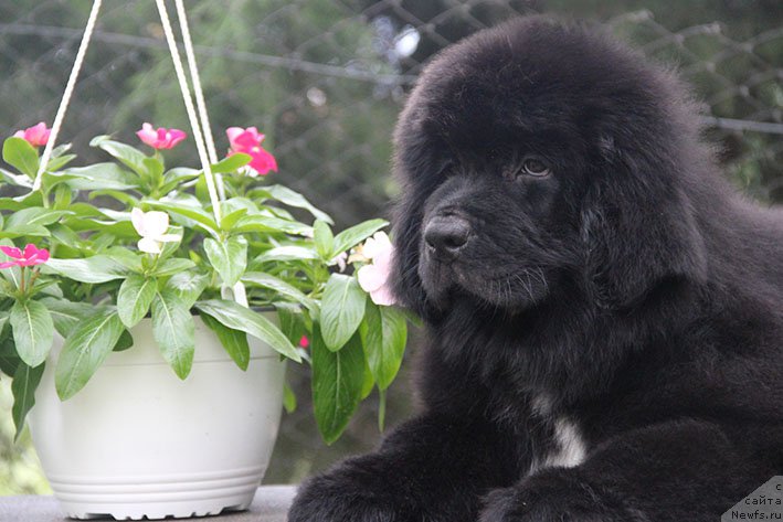 Фото: ньюфаундленд Новая Звезда Морской Медведь