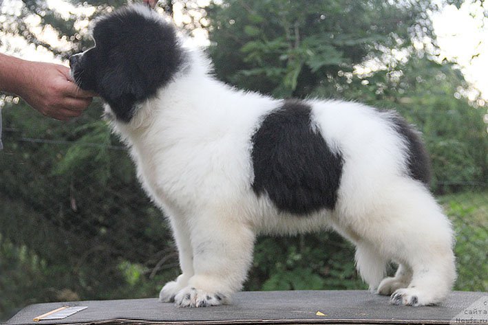 Фото: ньюфаундленд Неотразимый Денди Морской Медведь