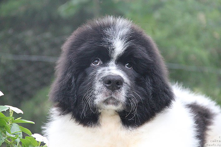 Фото: ньюфаундленд Неотразимый Денди Морской Медведь