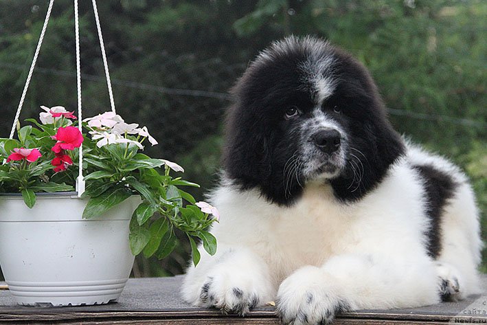 Фото: ньюфаундленд Неотразимый Денди Морской Медведь