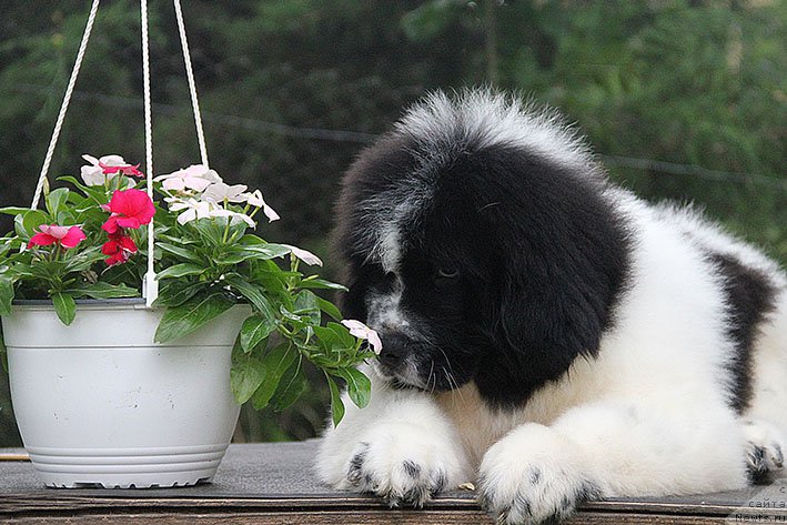 Фото: ньюфаундленд Неотразимый Денди Морской Медведь