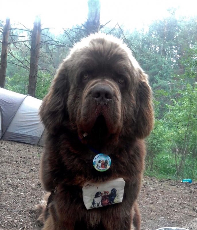 Фото: ньюфаундленд Чарли Де Бест Хелфи Пэл (Charli The Best Helfi Pel)