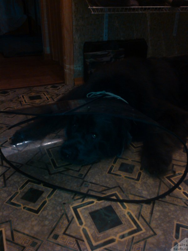 Фото: ньюфаундленд Ангел Хранитель Граффидд (Angel Khranitel Gruffidd)