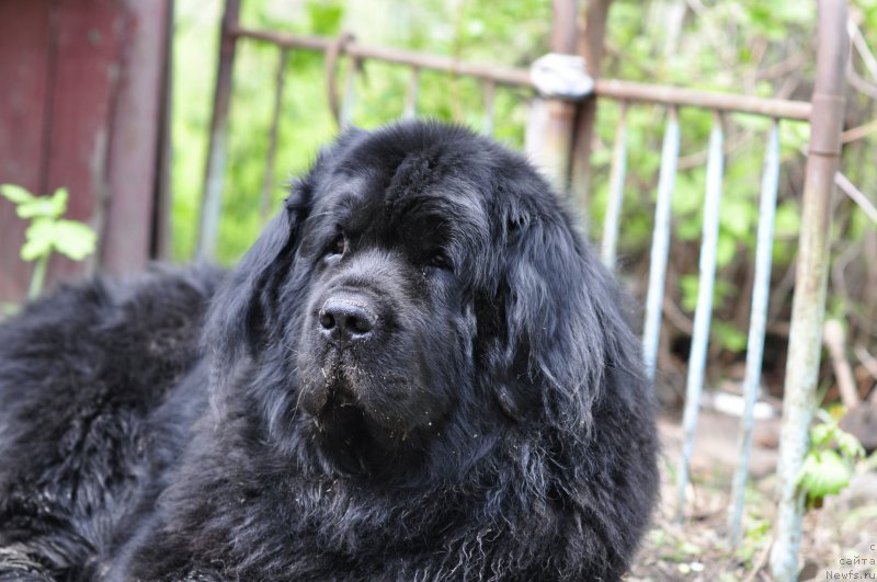 Фото: ньюфаундленд Айвенго Вива Дженис (Ayvengo Viva Jeniz)