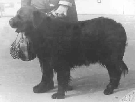 Фото: ньюфаундленд Эль Элита