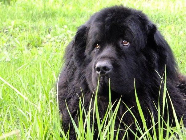 Фото: ньюфаундленд Айвенго Вива Дженис (Ayvengo Viva Jeniz)