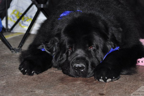 Фото: ньюфаундленд Айвенго Вива Дженис (Ayvengo Viva Jeniz)