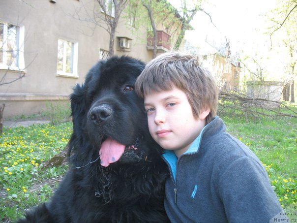 Фото: ньюфаундленд Айвенго Вива Дженис (Ayvengo Viva Jeniz)