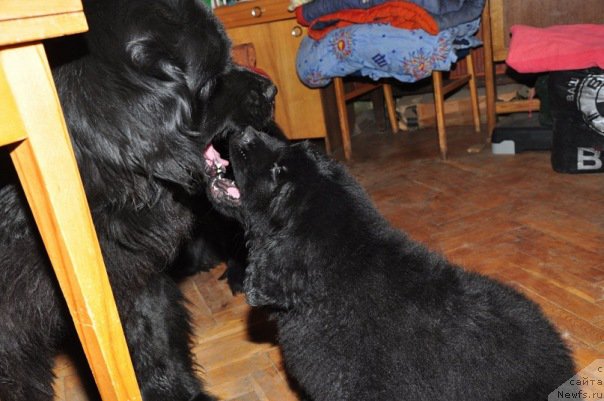 Фото: ньюфаундленд Айвенго Вива Дженис (Ayvengo Viva Jeniz), ньюфаундленд Чарующая Дженни (Charuyushaya Dzhenni)