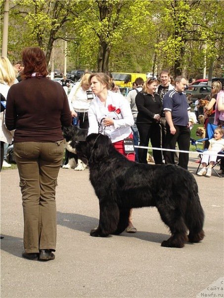 Фото: ньюфаундленд Айвенго Вива Дженис (Ayvengo Viva Jeniz)