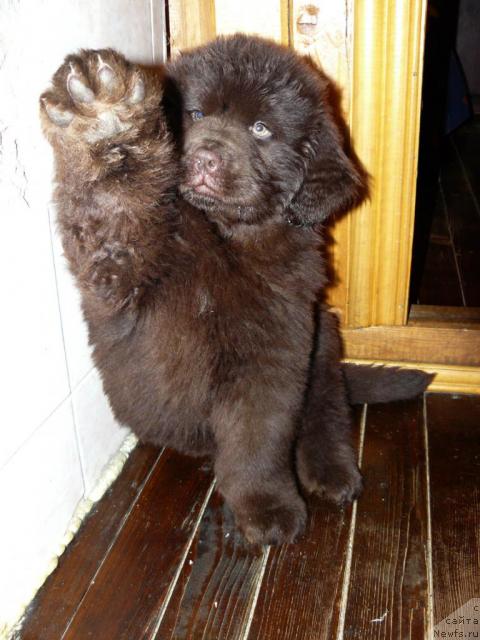 Фото: ньюфаундленд Марица с Берега Дона для Пчёлкиного Дома (Maritsa s Berega Dona for Pchiolkin Dom)