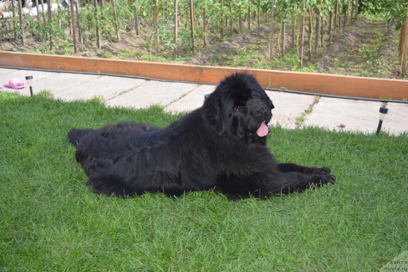 Фото: ньюфаундленд Малиновый Цветок Майолика (Malinoviy Tsvetok Mayolika)