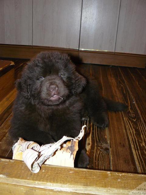 Фото: ньюфаундленд Марица с Берега Дона для Пчёлкиного Дома (Maritsa s Berega Dona for Pchiolkin Dom)